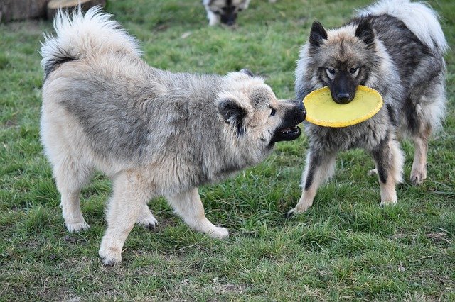 Free download Dogs Eurasier Play -  free photo or picture to be edited with GIMP online image editor