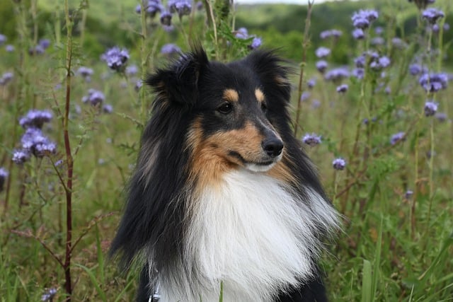 Free download dog sheepdog shetland sheepdog free picture to be edited with GIMP free online image editor