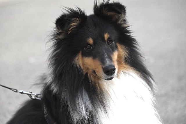 Free download dog sheltie free picture to be edited with GIMP free online image editor