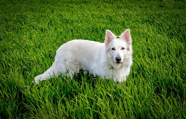 Free download dog shepherd dog domestic animal free picture to be edited with GIMP free online image editor