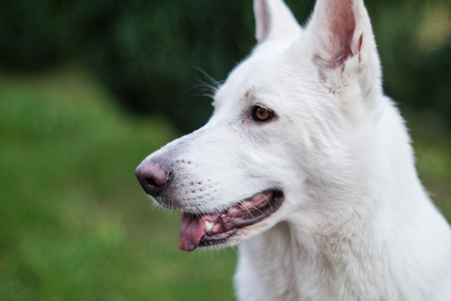 Free download dog shepherd dog outdoors canine free picture to be edited with GIMP free online image editor