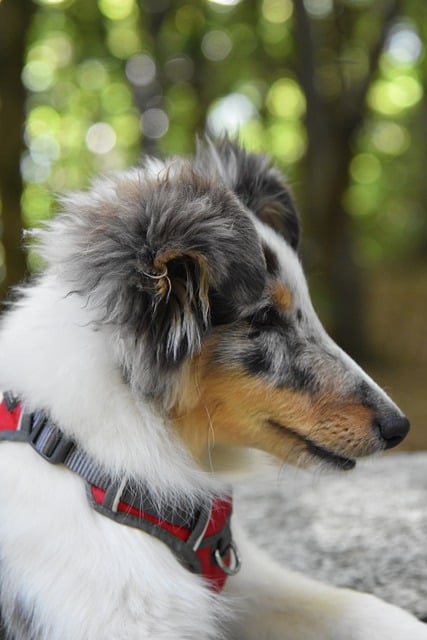 Free download dog shetland sheepdog animal canine free picture to be edited with GIMP free online image editor