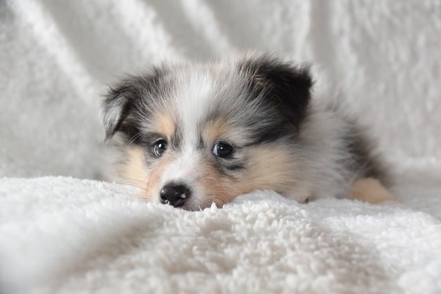 Free download Dog Shetland Sheepdog Puppy -  free photo or picture to be edited with GIMP online image editor