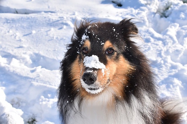 Free download dog shetland sheepdog snow free picture to be edited with GIMP free online image editor