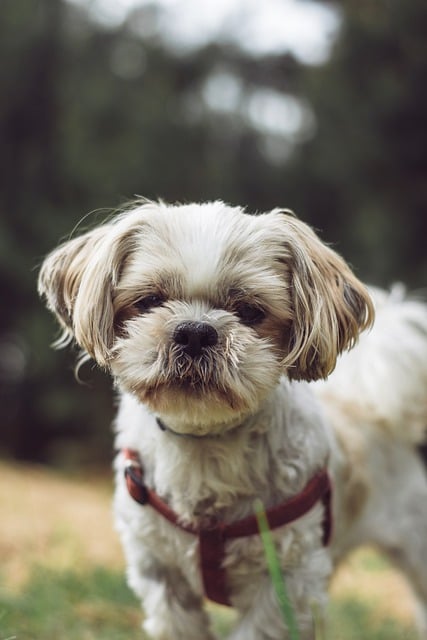 Free download dog shih tzu puppy animal mammal free picture to be edited with GIMP free online image editor