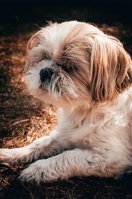 Free download dog shih tzu puppy animal portrait free picture to be edited with GIMP free online image editor