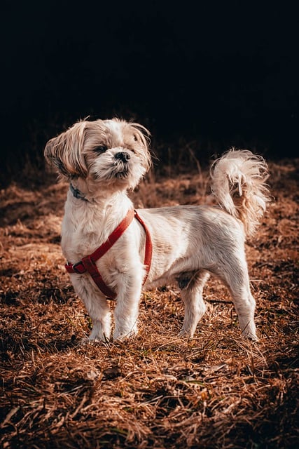 Free download dog shih tzu puppy mammal animal free picture to be edited with GIMP free online image editor