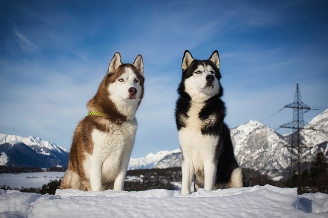 Free download dogs husky snow animals winter free picture to be edited with GIMP free online image editor