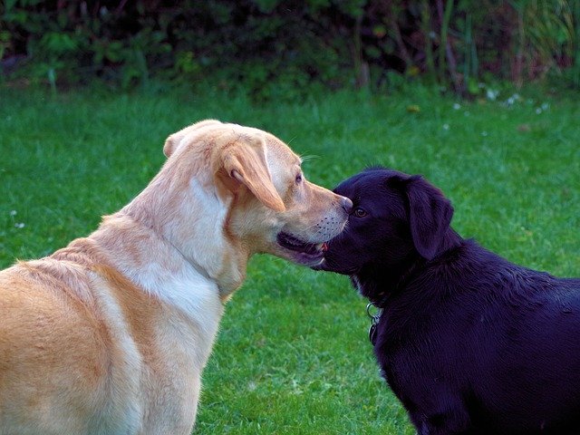 Free download Dogs Labrador Black -  free photo or picture to be edited with GIMP online image editor