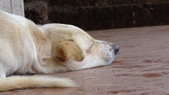 Free download Dog Sleeping Puppy -  free photo or picture to be edited with GIMP online image editor