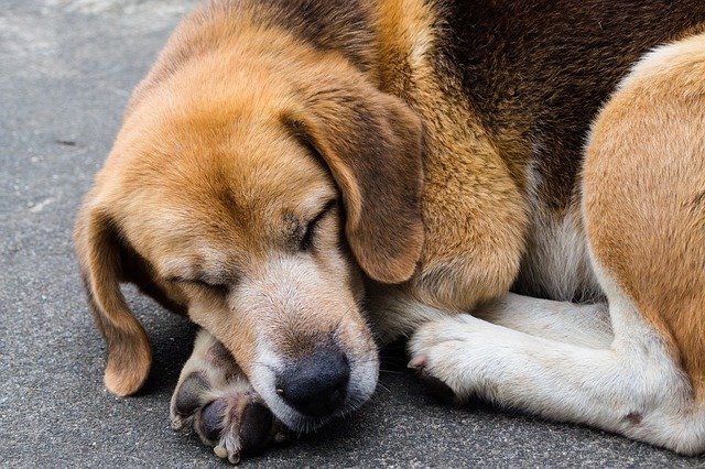 Free download dog sleeping their palate mig lu free picture to be edited with GIMP free online image editor