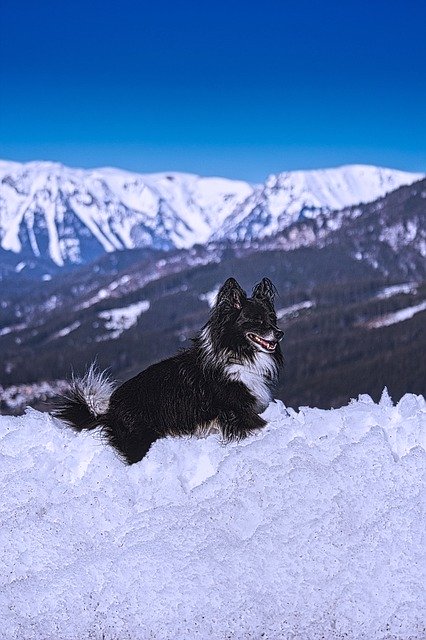 Free download Dog Snow Schneealpe -  free photo or picture to be edited with GIMP online image editor