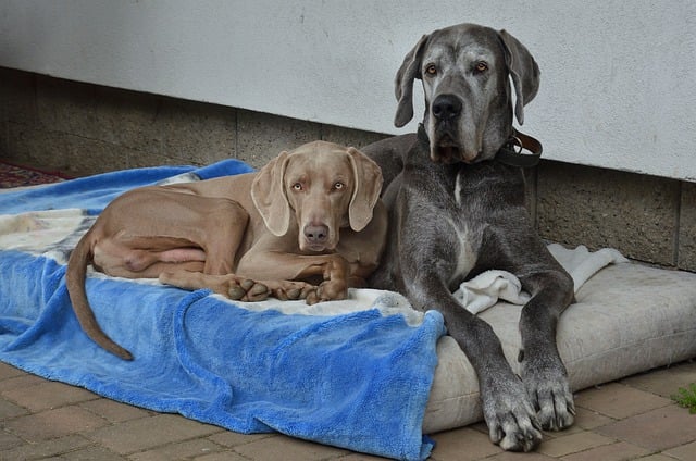 Free download dogs pets weimaraner canine breed free picture to be edited with GIMP free online image editor