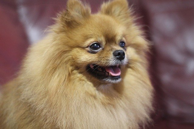 Free download Dog Spitz Cute -  free photo or picture to be edited with GIMP online image editor