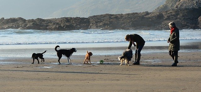 Free download Dogs Playing Beach -  free photo or picture to be edited with GIMP online image editor