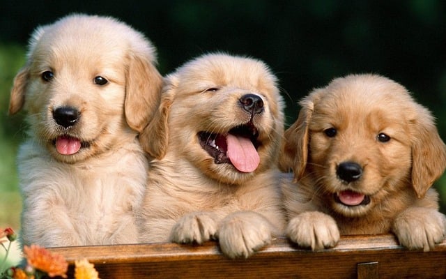 Free download dogs puppies pet animal cute free picture to be edited with GIMP free online image editor