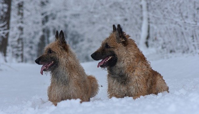 Free download Dogs Snow Animal -  free photo or picture to be edited with GIMP online image editor