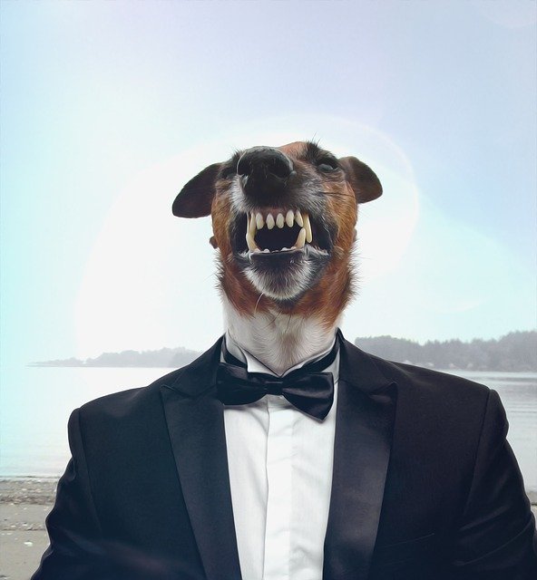 Free download Dog Suit Businessman -  free illustration to be edited with GIMP free online image editor