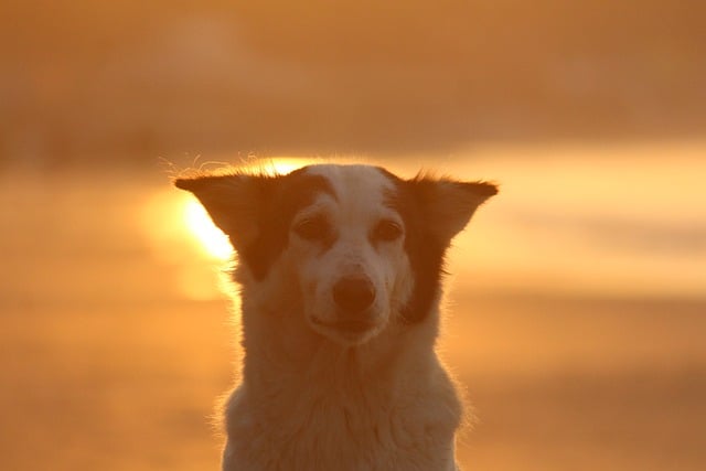 Free download dog sunrise golden hour pet animal free picture to be edited with GIMP free online image editor