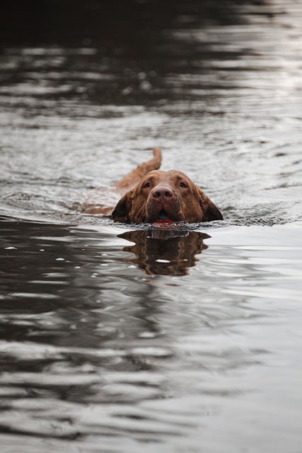 Free download dog swim lake pet animal swimming free picture to be edited with GIMP free online image editor