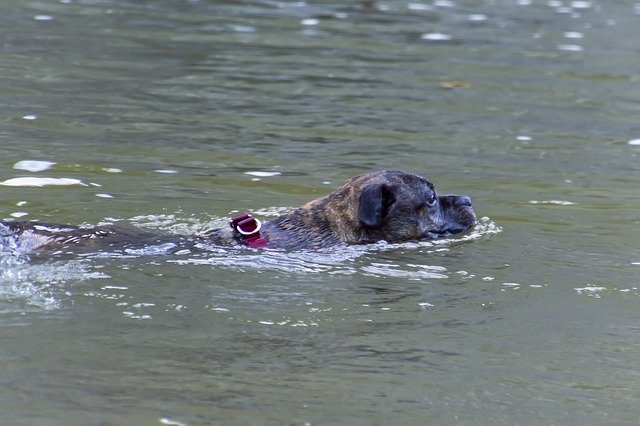 Free download Dog Swimming River -  free photo or picture to be edited with GIMP online image editor