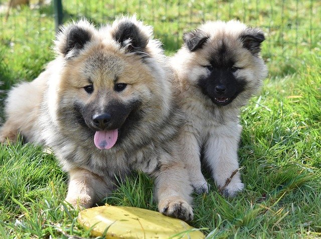 Free download Dogs Young Eurasier -  free photo or picture to be edited with GIMP online image editor