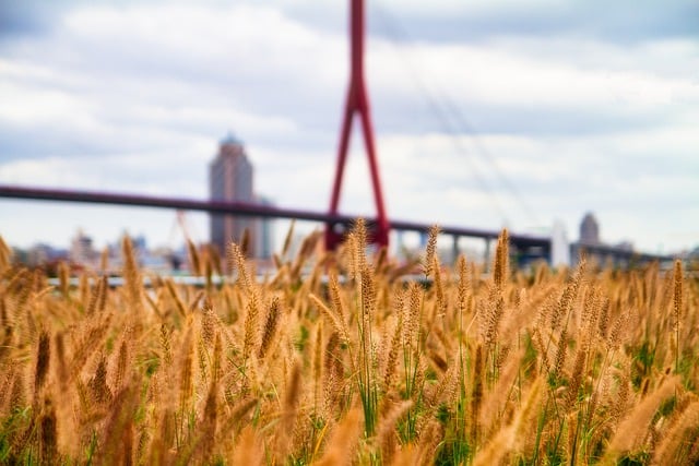 Free download dog tail grass golden grass cloudy free picture to be edited with GIMP free online image editor