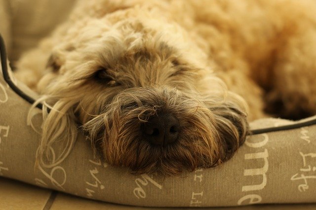 Free download Dog Terrier Wheaten Close -  free photo or picture to be edited with GIMP online image editor