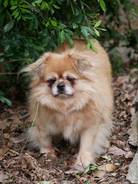 Free download Dog Tibetan Spaniel Pet -  free photo or picture to be edited with GIMP online image editor