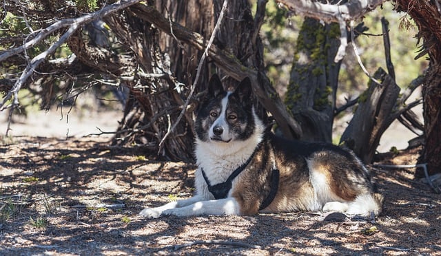 Free download dog tree underneath laying pensive free picture to be edited with GIMP free online image editor