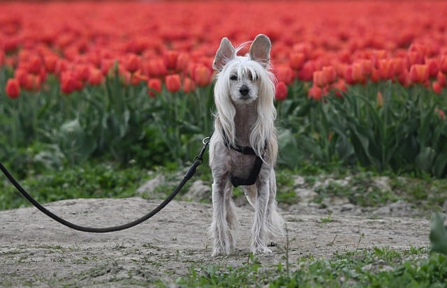 Free download dog tulips flowers pet free picture to be edited with GIMP free online image editor