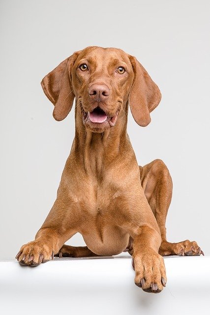 Free download dog vizsla animal portrait pet free picture to be edited with GIMP free online image editor