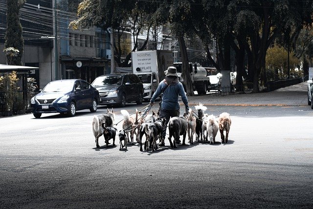 Descărcare gratuită dog walk dogwalker mexico city poza gratuită pentru animale de companie pentru a fi editată cu editorul de imagini online gratuit GIMP