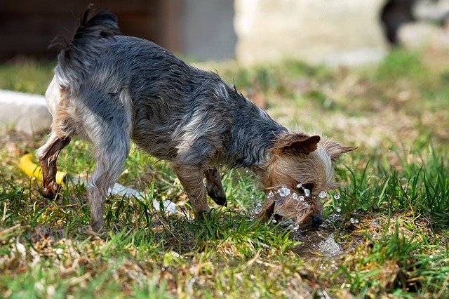 Descarga gratuita Dog Water Out Small: foto o imagen gratuita para editar con el editor de imágenes en línea GIMP