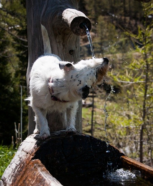 Ücretsiz indir Dog Water Play - GIMP çevrimiçi resim düzenleyici ile düzenlenecek ücretsiz fotoğraf veya resim