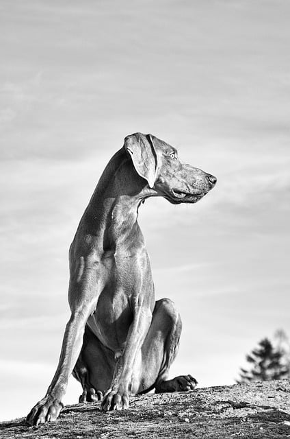 Free download dog weimaraner pet animal canine free picture to be edited with GIMP free online image editor