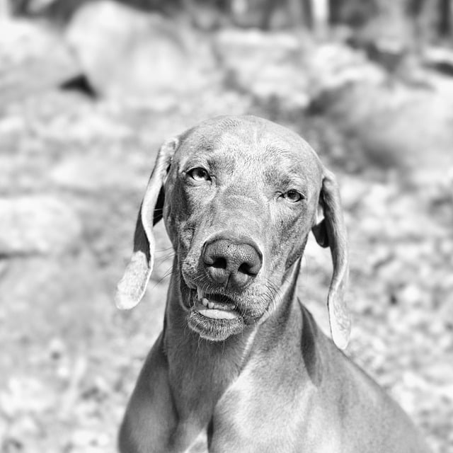 Free download dog weimaraner pet smile portrait free picture to be edited with GIMP free online image editor