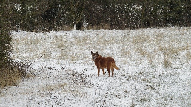 Free download Dog Winter -  free photo or picture to be edited with GIMP online image editor