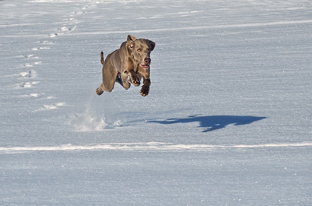 Free download dog winter snow jump weimaraner free picture to be edited with GIMP free online image editor