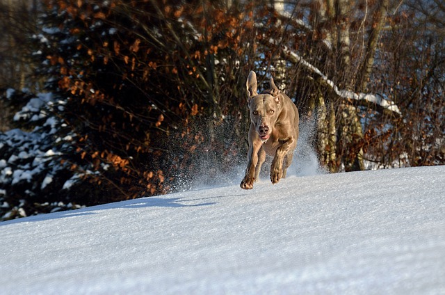 Free download dog winter snow run weimaraner free picture to be edited with GIMP free online image editor