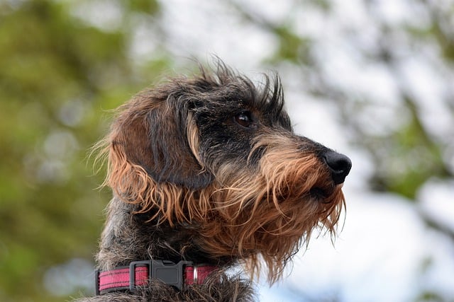 Free download dog wirehaired dachshund mammal free picture to be edited with GIMP free online image editor