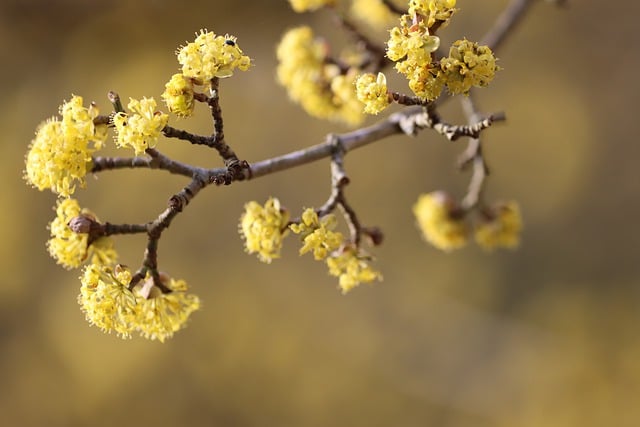 Free download dogwood cornus yellow flowers free picture to be edited with GIMP free online image editor