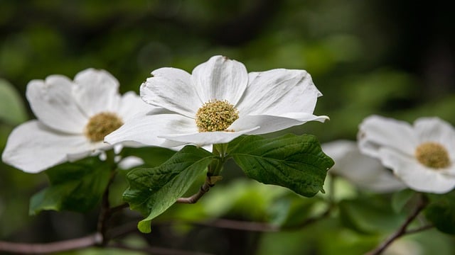 Free download dogwood flowers branch free picture to be edited with GIMP free online image editor