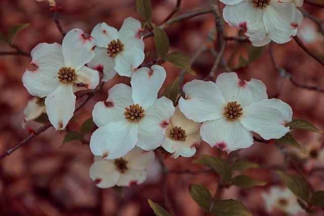 Free download dogwood white flowers flowers shrub free picture to be edited with GIMP free online image editor