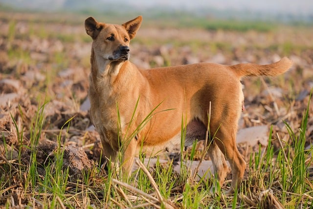 Free download dog yellow dog pet mammal nature free picture to be edited with GIMP free online image editor