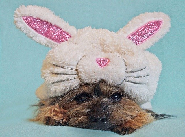 Free download Dog Yorkshire Terrier Rabbit -  free photo or picture to be edited with GIMP online image editor