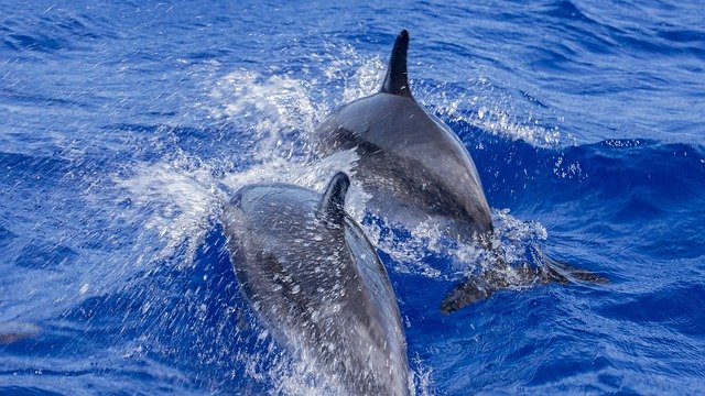 Free download Dolphins Atlantic La Palma Boat -  free photo or picture to be edited with GIMP online image editor