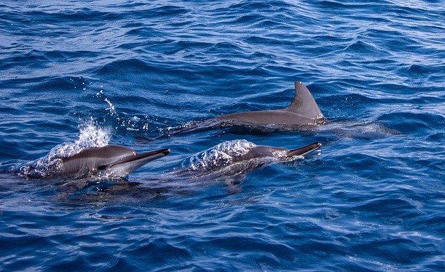 Free download Dolphins Blue Sea Open Water -  free photo or picture to be edited with GIMP online image editor