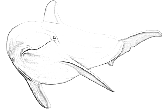 Free download Dolphin Sketch Sea -  free illustration to be edited with GIMP free online image editor
