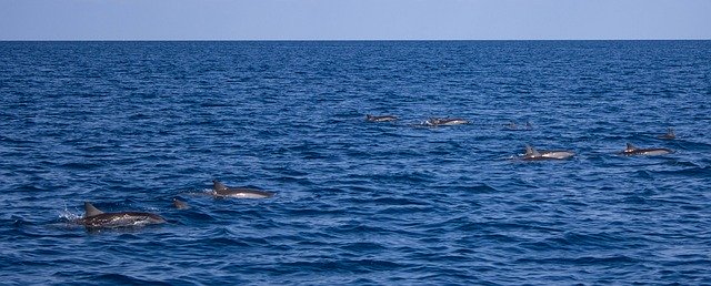 Free download Dolphins Sea Marine -  free photo or picture to be edited with GIMP online image editor